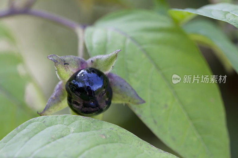 致命的茄(Atropa bella-donna)浆果